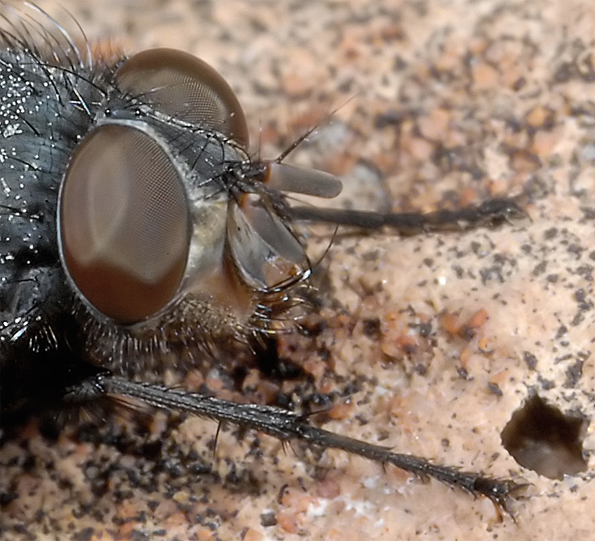 Mosca nel deserto